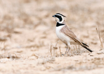 Temminck's Strandleeuwerik, Temminck's Lark, Eremophila bilopha