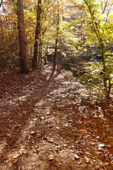Colorful Woods Pathway by the Pond