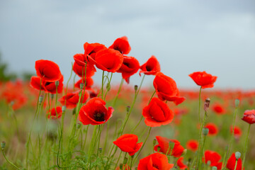 Fototapeta premium Beautiful poppy field with blooming red flowers, spring blooming background