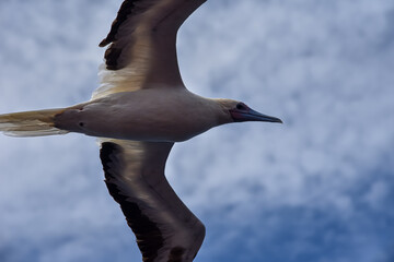 Seabird Masked, Blue-faced Booby (Sula dactylatra) flying over the blue and calm ocean. Seabird is hunting for flying fish jumping out of the water.