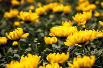 Close up of yellow chrysanthemum blossom movement in garden. beautiful flower in houseplant