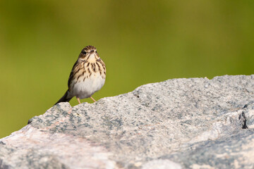 Boompieper, Tree Pipit, Anthus trivialis
