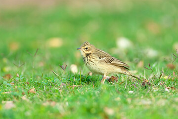 Boompieper, Tree Pipit, Anthus trivialis