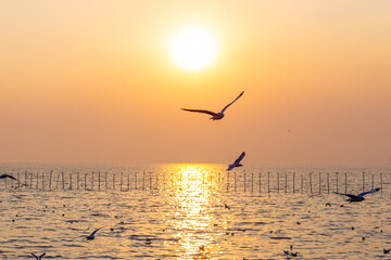 Fototapeta na wymiar Seagull flying by the sea in the setting sun at Bangpu Recreation Center, Thailand