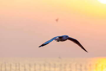 Seagull flying by the sea in the setting sun at Bangpu Recreation Center, Thailand
