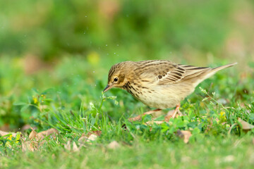 Boompieper, Tree Pipit, Anthus trivialis