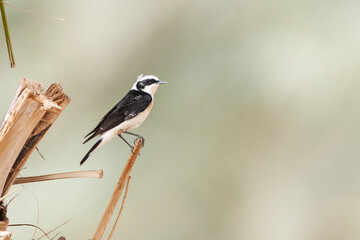 Vitatta Bonte Tapuit, Vittata Pied Wheatear, Oenanthe pleschanka vittata