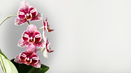 Blooming beautyful pink purple peloric orchid phalaenopsis called Dream Diamond on light background. Home interior flowers © BarTa