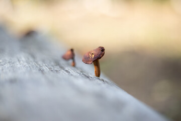 mushroom growing on a tree