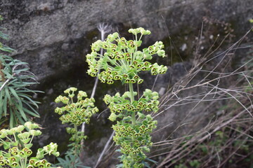 Mediterranean spurge (Euphorbia characias), a common plant of the European flora