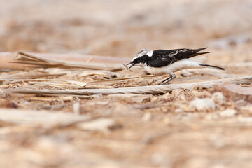 Vitatta Bonte Tapuit, Vittata Pied Wheatear, Oenanthe pleschanka vittata