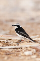 Vitatta Bonte Tapuit, Vittata Pied Wheatear, Oenanthe pleschanka vittata