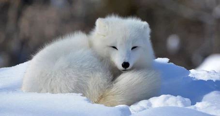 Fotobehang Poolvos In de winter is de poolvos (Vulpes lagopus), ook bekend als de witte, pool- of sneeuwvos, een kleine vos die inheems is in de Arctische gebieden van het noordelijk halfrond en algemeen voorkomt in het Arctische toendra-bioom