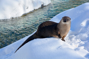 Otters are carnivorous mammals in the subfamily Lutrinae. The 13 extant otter species are all...