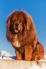 Tibetan Mastiff posing in winter at sunset
