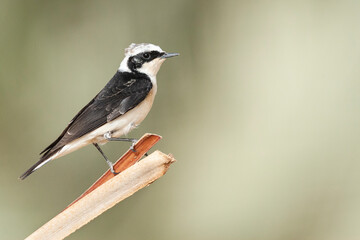 Vitatta Bonte Tapuit, Vittata Pied Wheatear, Oenanthe pleschanka vittata