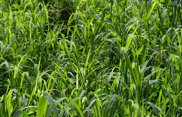 Lush vegetation. Closeup view of the long wetland grasses and plants beautiful bright and green leaves foliage. 
