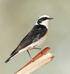 Obraz premium Vitatta Bonte Tapuit, Vittata Pied Wheatear, Oenanthe pleschanka vittata