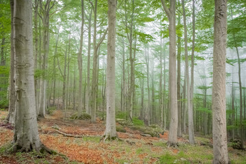 Fototapeta premium The forest is a magical and enchanted place