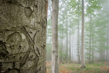 The forest is a magical and enchanted place