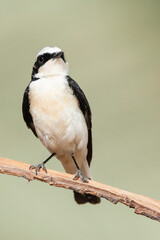 Vitatta Bonte Tapuit, Vittata Pied Wheatear, Oenanthe pleschanka vittata