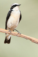 Vitatta Bonte Tapuit, Vittata Pied Wheatear, Oenanthe pleschanka vittata