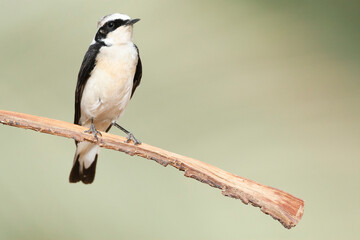 Vitatta Bonte Tapuit, Vittata Pied Wheatear, Oenanthe pleschanka vittata