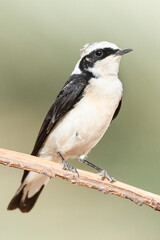 Vitatta Bonte Tapuit, Vittata Pied Wheatear, Oenanthe pleschanka vittata