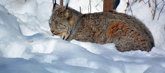 In winter Canada lynx or Canadian lynx is a North American mammal of the cat family, Felidae © Daniel Meunier