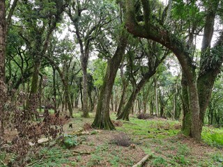 árvore, antigo, galho torto, botânico, floresta, musgo