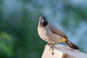 Arabische Buulbuul, White-spectacled Bulbul, Pycnonotus xanthopy