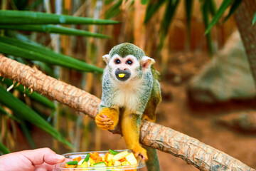 One common squirrel monkey (Saimiri sciureus) on tree branch. Squirrel monkey with mango in mouth. Little saimiri monkey holding container with fruits. Close-up portrait of Saimiri in tropical garden