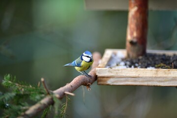 Eurasian blue tit sitting on a feeder rack with sunflower seeds for feeding 