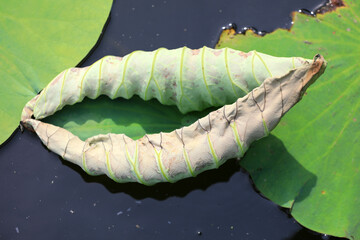 Lotus leaves float in the pond