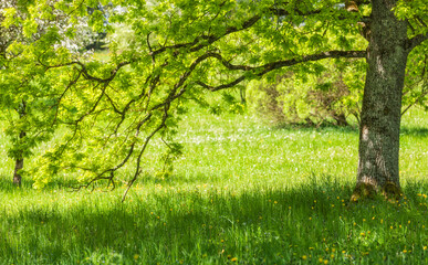 Beautiful landscape with spring garden meadow, branches tree with long , blooming trees, sunny day. Concept for relaxation, rural tourism. Selective focus
