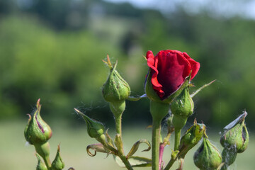 red rose full open in the sunshine