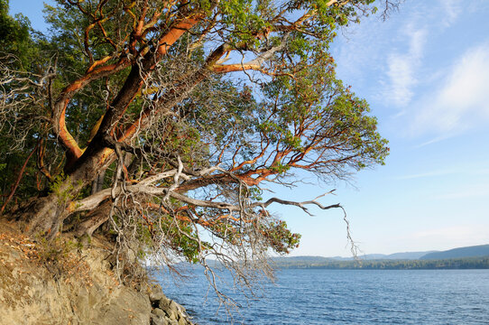 Madrona trees on the bluffs, Wallace Island, Gulf Islands, British Columbia, Canada