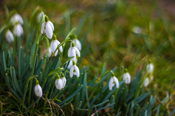 snowdrop - one of the first spring flowers