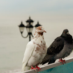 Portrait of a white dove against the background of an old lantern