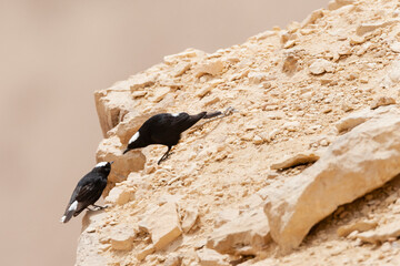 Witkruintapuit, White-crowned Wheatear, Oenanthe leucopyga