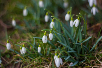 snowdrop - one of the first spring flowers