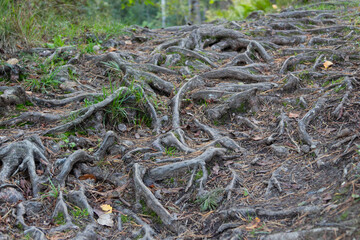 tree roots sticking out of the ground