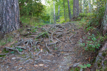 tree roots sticking out of the ground