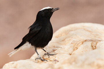 Witkruintapuit, White-crowned Wheatear, Oenanthe leucopyga