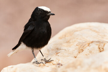 Witkruintapuit, White-crowned Wheatear, Oenanthe leucopyga