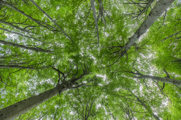 The forest is a magical and enchanted place