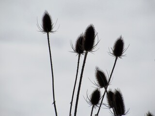 Thistle Plants with white background 