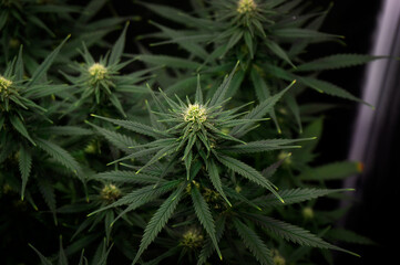cannabis bush with flowering buds with soft focus