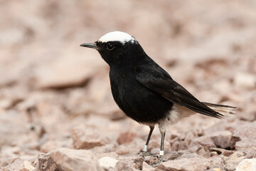 Witkruintapuit, White-crowned Wheatear, Oenanthe leucopyga