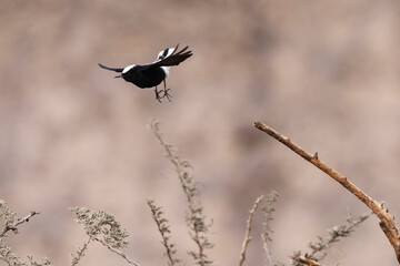 Witkruintapuit, White-crowned Wheatear, Oenanthe leucopyga